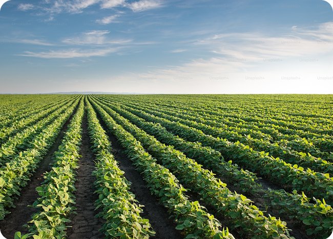 Rows of crops in a large agricultural field