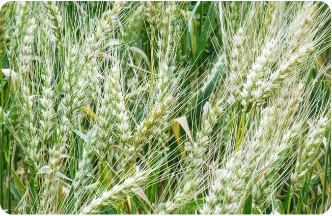 Wheat field representing Asoug Green's agricultural vision