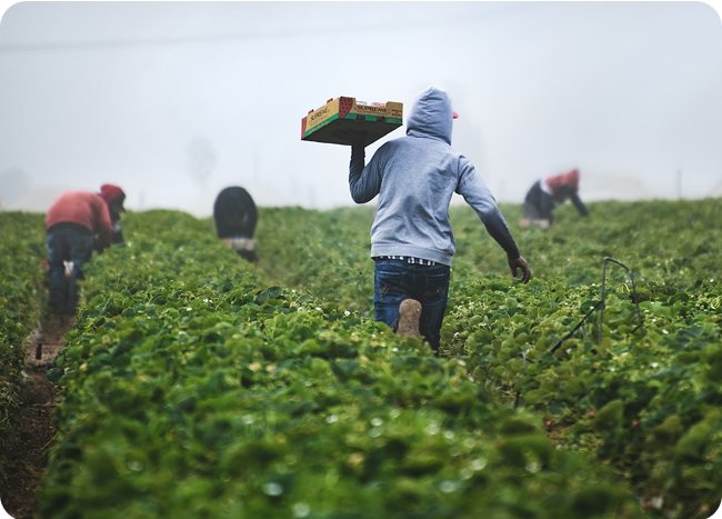 Farm workers harvesting crops in the field